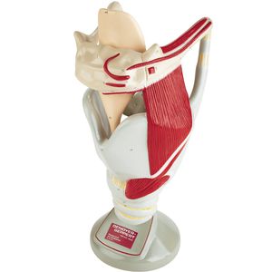 Anatomisches Modell / Knochen 1