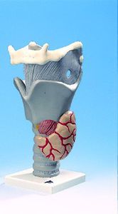 Anatomisches Modell / Larynx 1