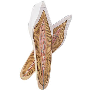 Anatomisches Modell / Zahn 1