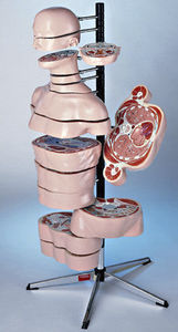 Anatomisches Modell / Rumpf
