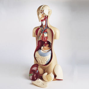 anatomisches Herzmodell