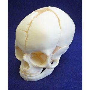 anatomisches Schädelmodell