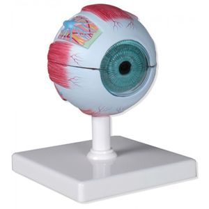 Auge anatomisches Modell