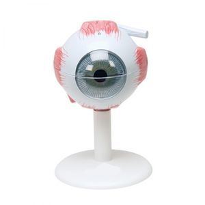 Auge anatomisches Modell