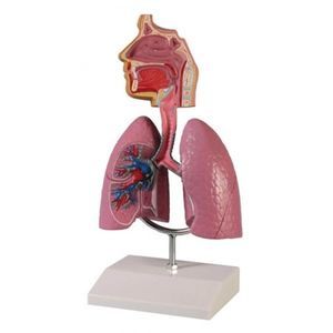 Anatomisches Modell / Luftröhre