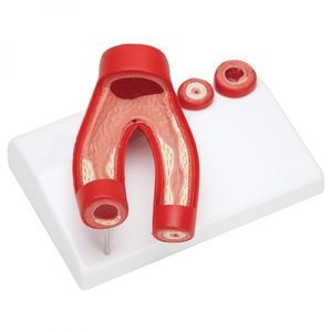 Anatomisches Modell / Arterie