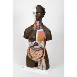 Anatomisches Modell / Rumpf