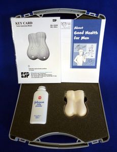 Anatomisches Modell / Hoden
