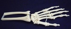 anatomisches Skelettmodell