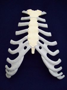Anatomisches Modell / Brustbein