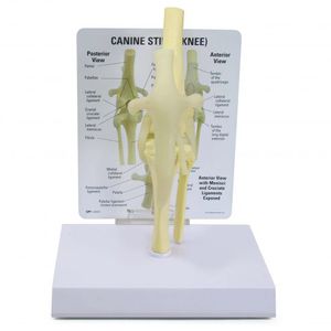Anatomisches Modell / Knie 1