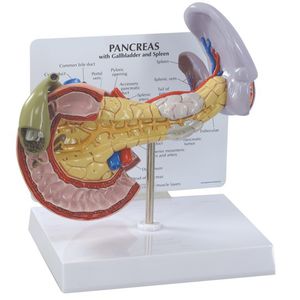 Anatomisches Modell / Bauchspeicheldrüse