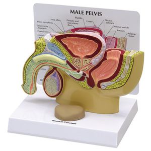 Anatomisches Modell / Becken 1