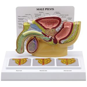 Anatomisches Modell / Becken 1