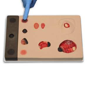 Anatomisches Modell / Knochen