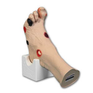 Anatomisches Modell / Fuß