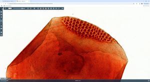 Management-Software