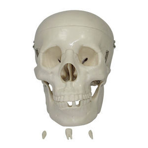 Anatomisches Modell / Schädel / für Ausbildung / mit Gelenk