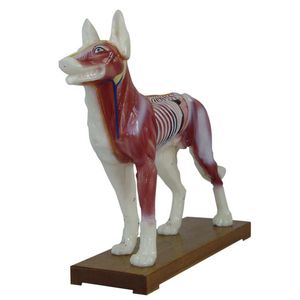 Anatomisches Modell / Muskel / Akupunktur / Hund