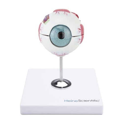 Anatomisches Modell / Nerv - 909040 - Eickemeyer Veterinary Equipment - Auge / Muskel / Blutgefäße
