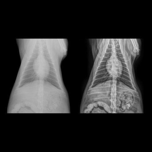 Software zur Bildverbesserung - Altumira™  - ContextVision - Röntgen / für Veterinärmedizin
