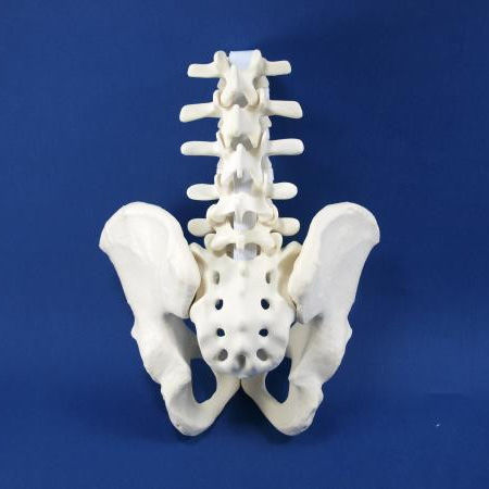 Lendenwirbelsäule anatomisches Modell - LS01P - Créaplast - Vena-Cava / Hüfte / Kreuzbein