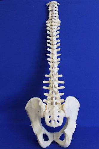 Anatomisches Modell / Becken - RC02P - Créaplast - Wirbelsäule / für die Ausbildung