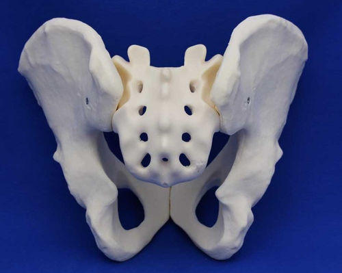 Anatomisches Modell / Becken - AIF - Créaplast - Kreuzbein / für die Ausbildung