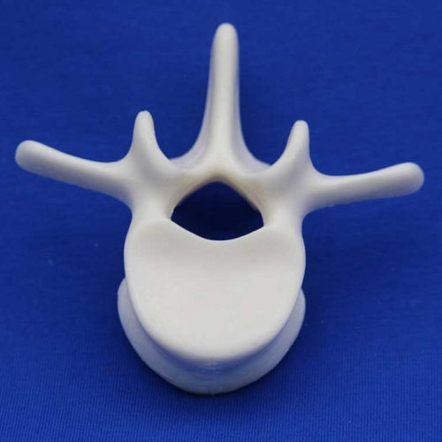 Anatomisches Modell / Bandscheibe - L2F - Créaplast - Lendenwirbel / für die Ausbildung