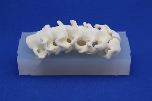 Halswirbelsäule anatomisches Modell - CSEA - Créaplast - für die Ausbildung