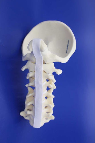 Halswirbelsäule anatomisches Modell - CN00 - Créaplast - für die Ausbildung