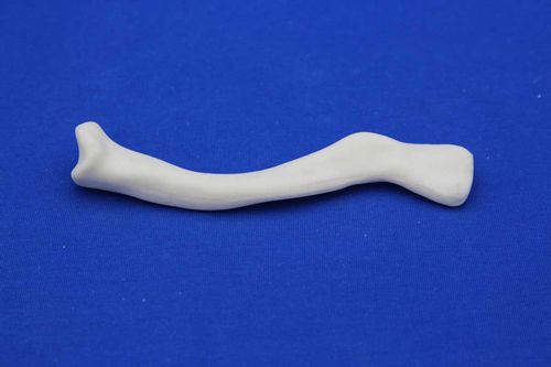Anatomisches Modell / Schlüsselbein - MNC - Créaplast - für die Ausbildung