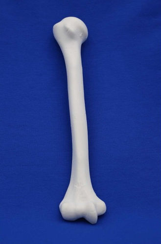 Anatomisches Modell / Humerus - MNH - Créaplast - für die Ausbildung / Schaumstoff