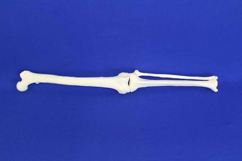 Anatomisches Modell / Knochen - JAMB - Créaplast - Bein / für die Ausbildung