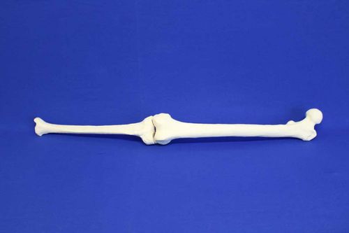 Anatomisches Modell / Tibia - TFE - Créaplast - Oberschenkelknochen / für die Ausbildung
