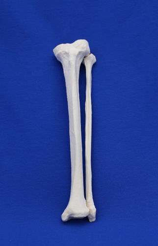 Anatomisches Modell / Tibia - TFI - Créaplast - Fibula / für die Ausbildung