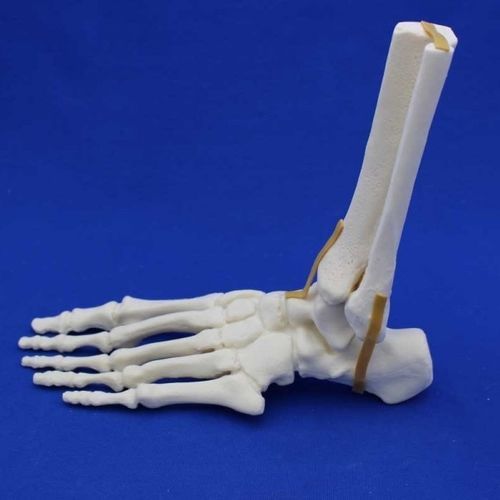 Anatomisches Modell / Gelenk - FLA00 - Créaplast - Fuß / Knöchel / für die Ausbildung