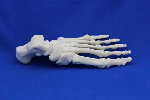 Anatomisches Modell / Knochen - FL00 - Créaplast - Fuß / für die Ausbildung