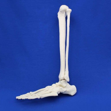 Anatomisches Modell / Fuß - FLA01 - Créaplast - Tibia / Fibula / für die Ausbildung