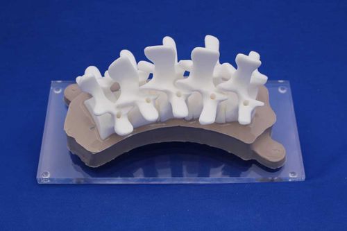 Anatomisches Modell / Wirbelsäule - RDEP - Créaplast - für die Ausbildung