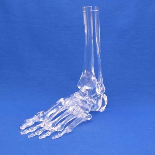 Anatomisches Modell / Fuß - FLA00T - Créaplast - Knöchel / für die Ausbildung / transparent