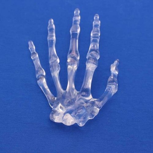 Anatomisches Modell / Hand - MNMT - Créaplast - für die Ausbildung / transparent
