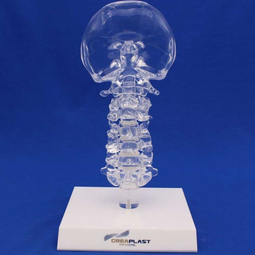 Halswirbelsäule anatomisches Modell - CN00TB - Créaplast - Kunststoff / transparent