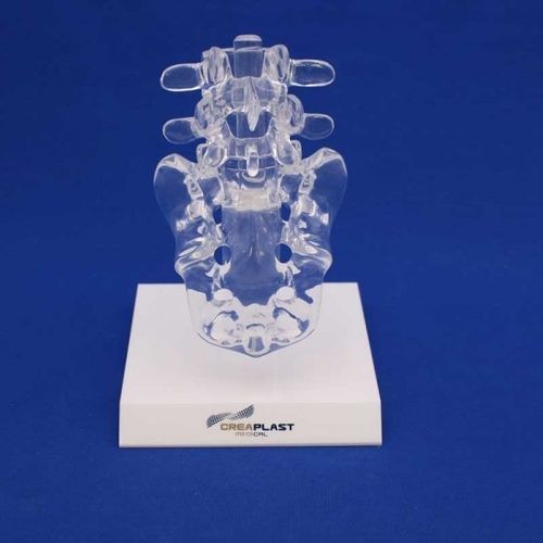 Ilio-sakrales anatomisches Modell - LS4TB - Créaplast - Kunststoff / transparent