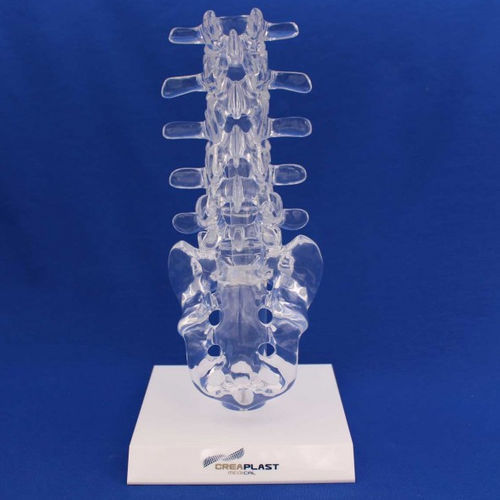 Anatomisches Modell / Lumbal-Sakral - LST01B - Créaplast - Kunststoff / transparent