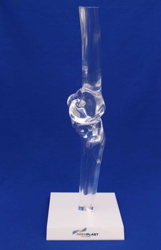 Anatomisches Modell / Knie - FTGTB - Créaplast - Tibia / Oberschenkelknochen / Kunststoff