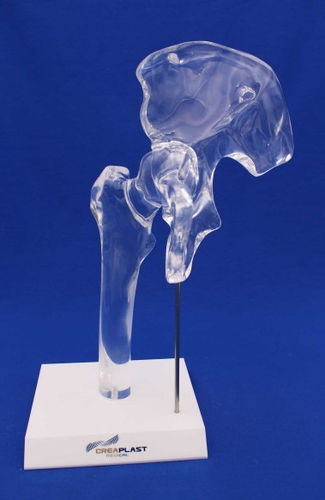Anatomisches Modell / Oberschenkelknochen - HFTB - Créaplast - Hüfte / Kunststoff / transparent