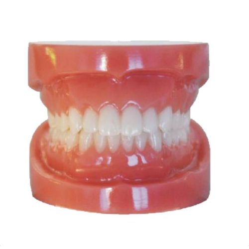 Gebiss-Typodont - Plain20 - Creative Dental - für Zahnbehandlung