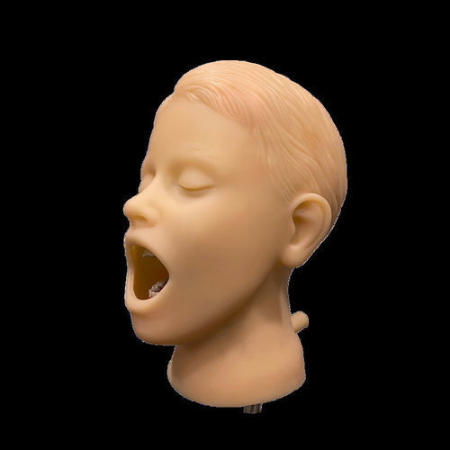 Anatomisches Modell / Kopf - PHT - GF DENTAL - Stäbchen / Mund / Gelenk