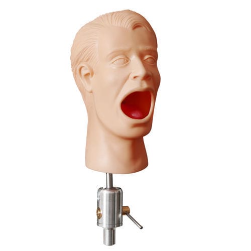 Anatomisches Modell / Kopf - PHT  - GF DENTAL - Dental / Zahnfleisch / für Zahnchirurgie
